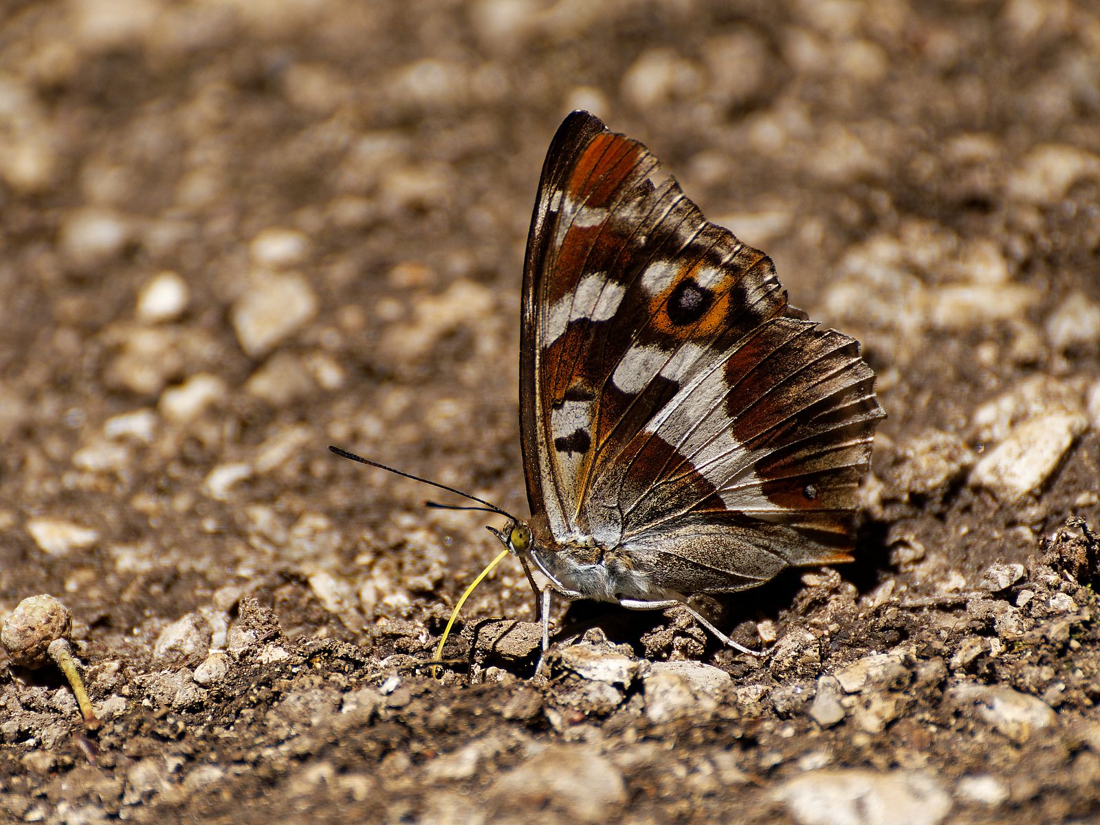 Schillerfalter