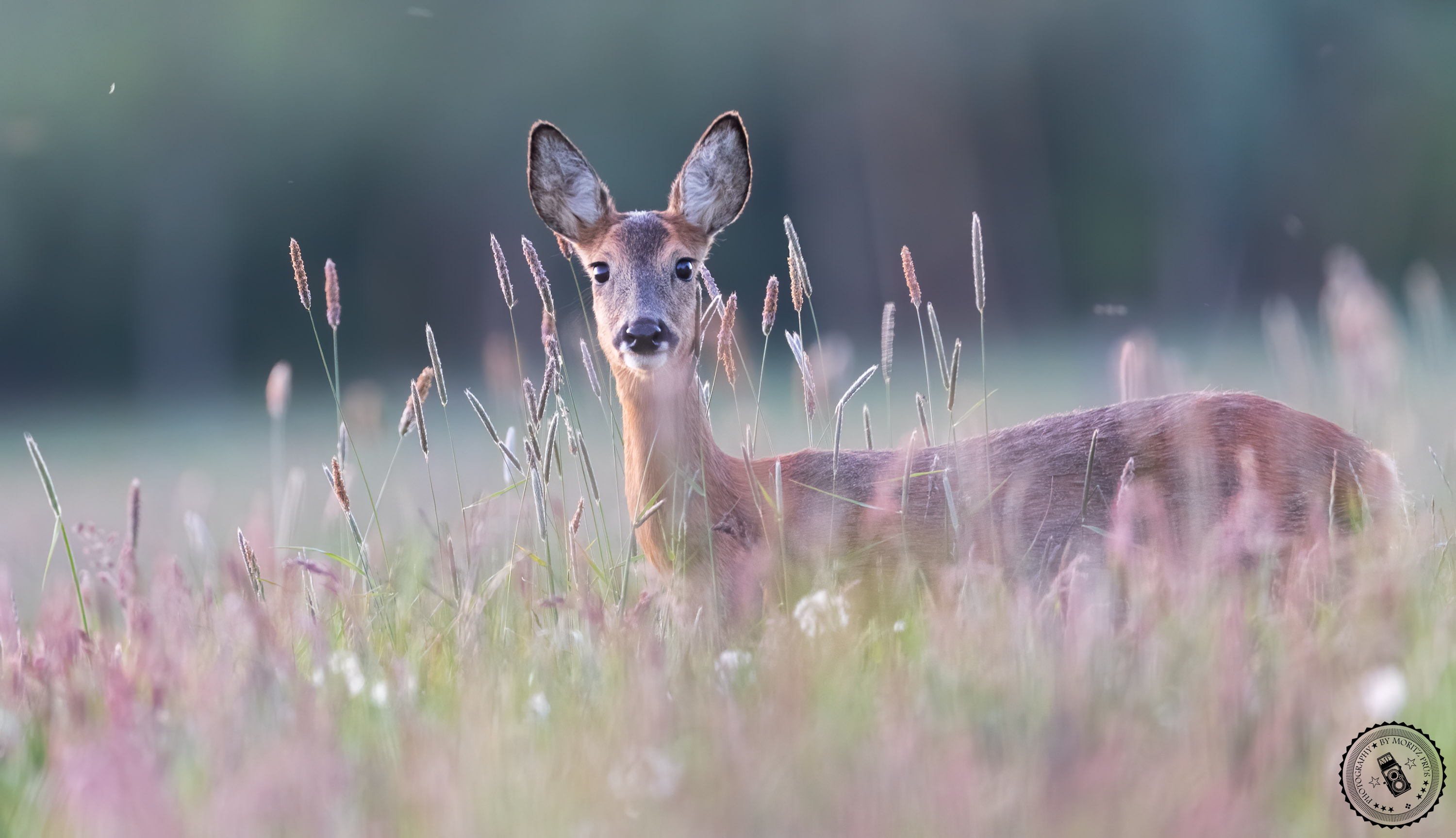 Aufmerksam in der Wiese