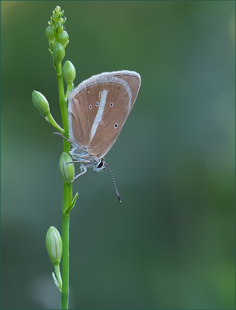 *Polyommatus damon*