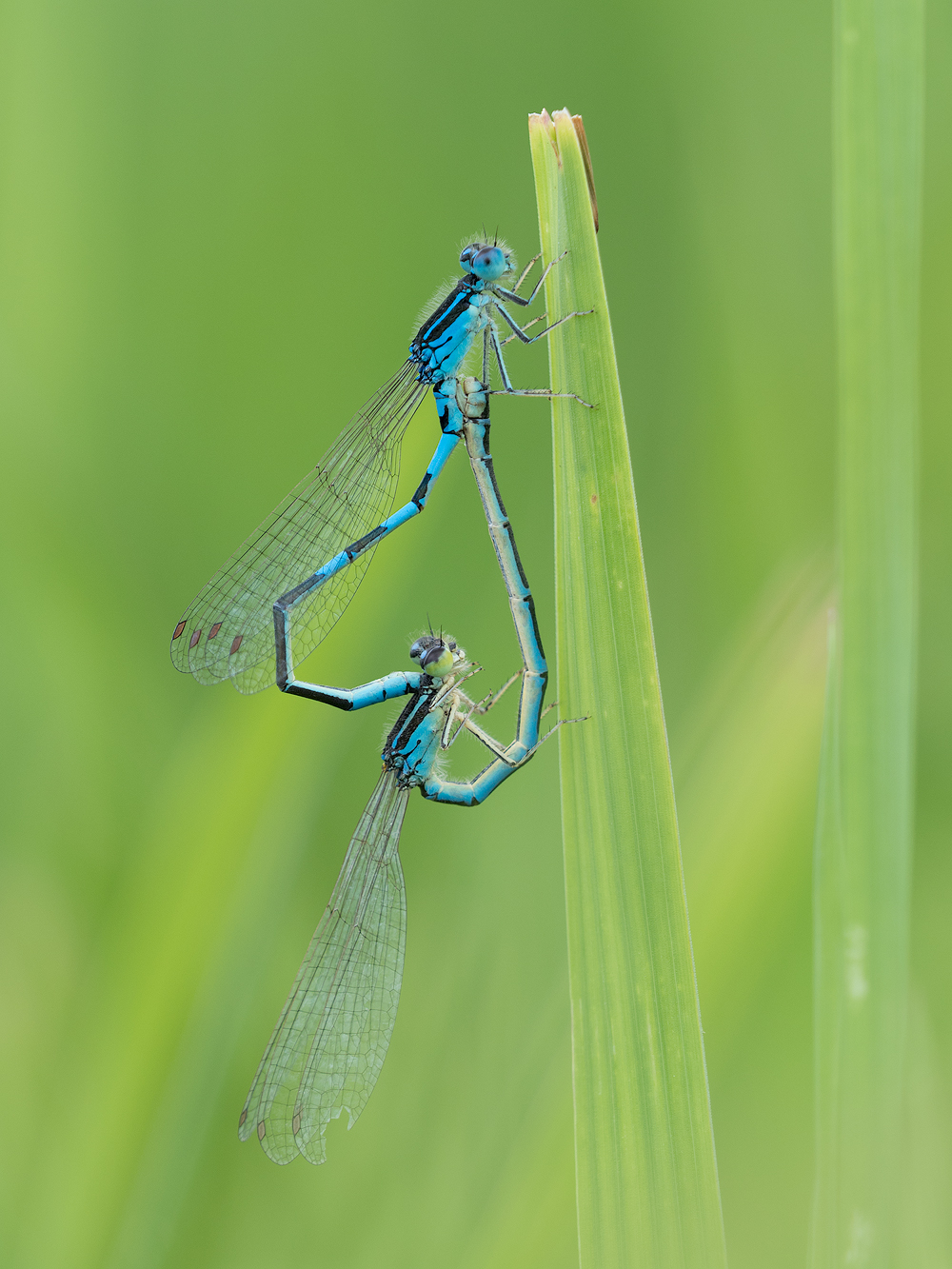 Aufgegabelt (Coenagrion scitulum)