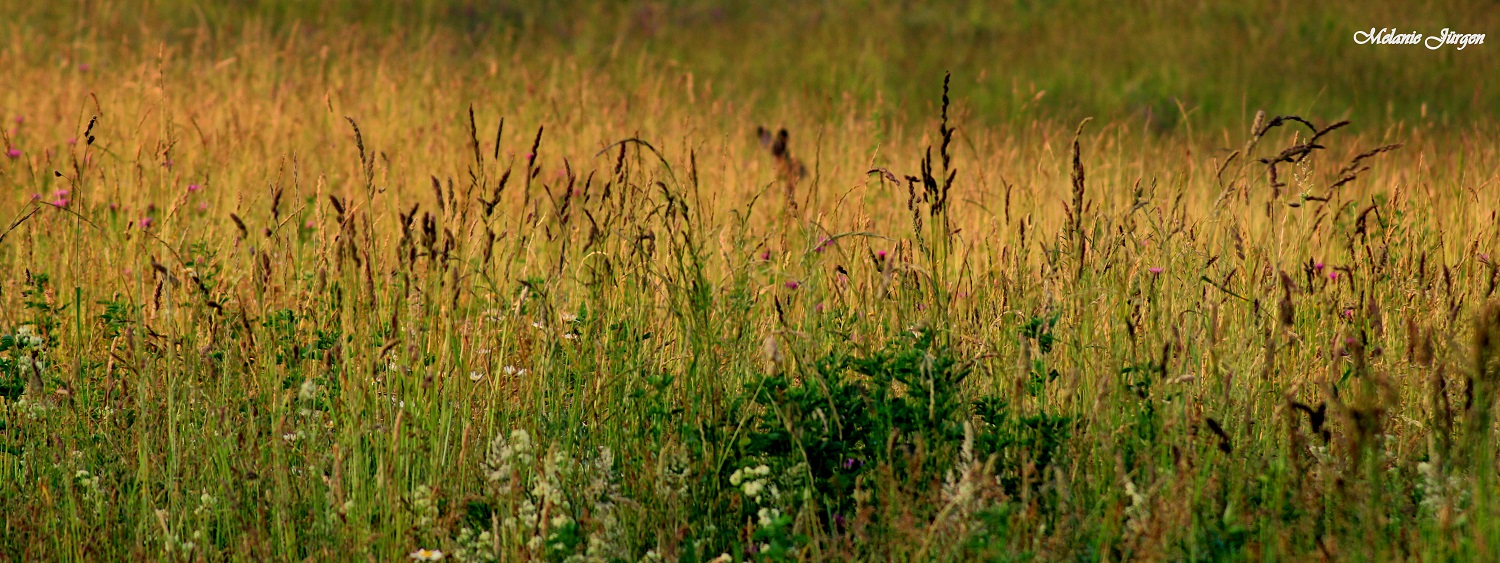 Auf der Wiese....