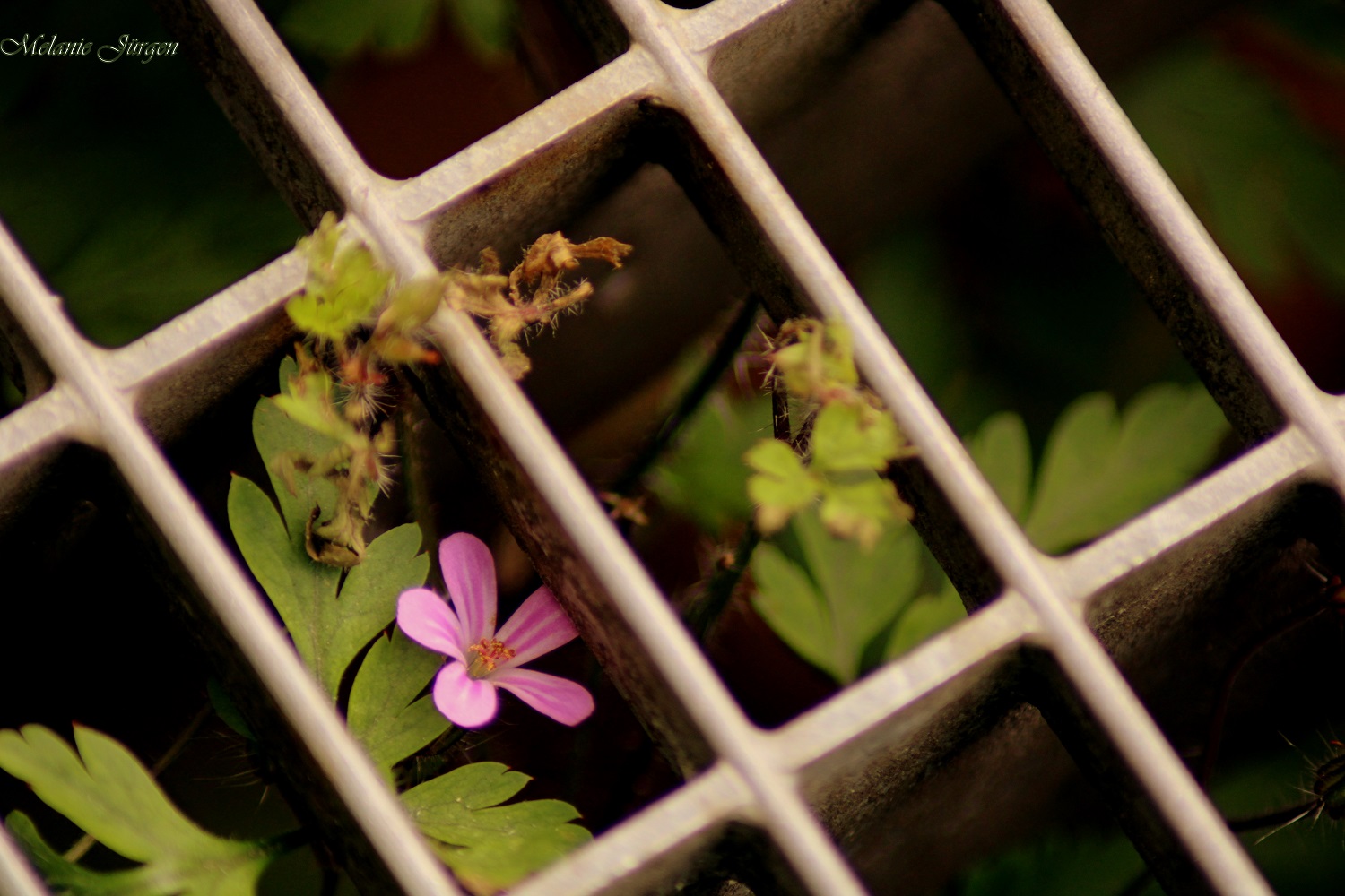 Hinter Gittern