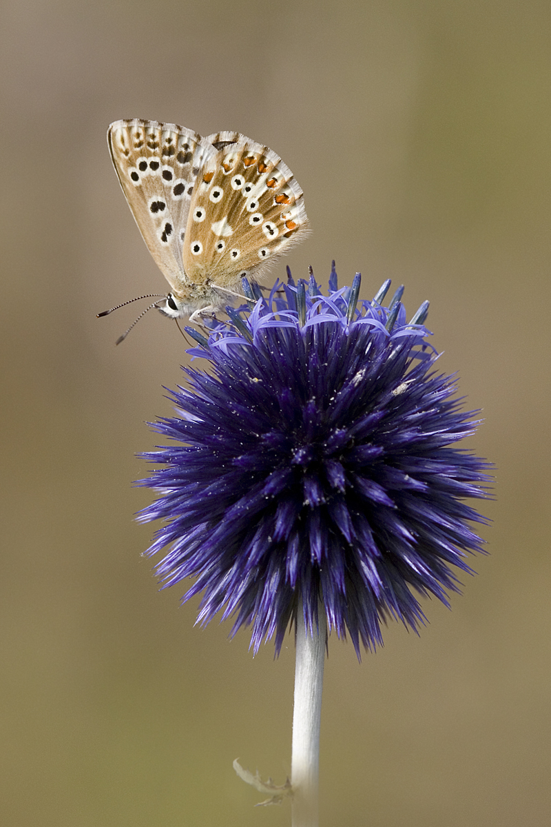 Silbergrüner auf Kugeldistel