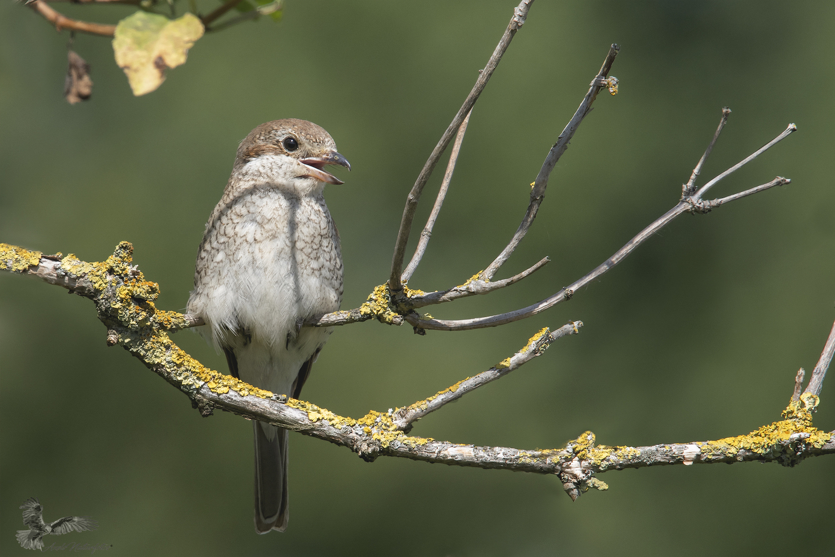 Jungvogel sonnt sich...