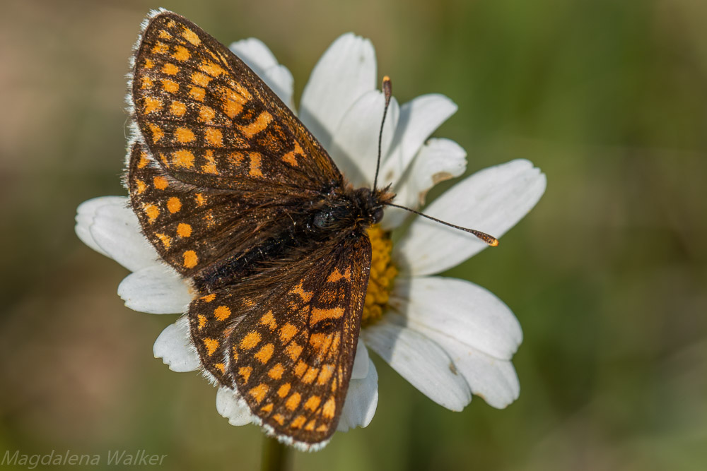 Wachtelweizen-Scheckenfalter,Melitaea athalia