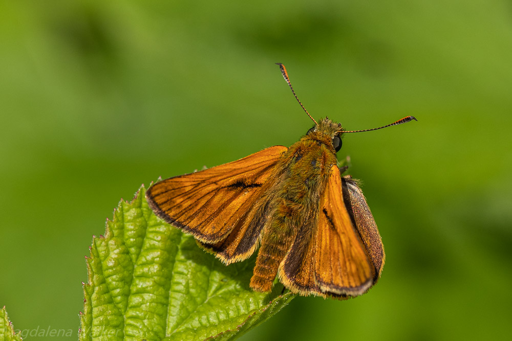 Rostfarbiger Dickkopffalter,Ochlodes venatus