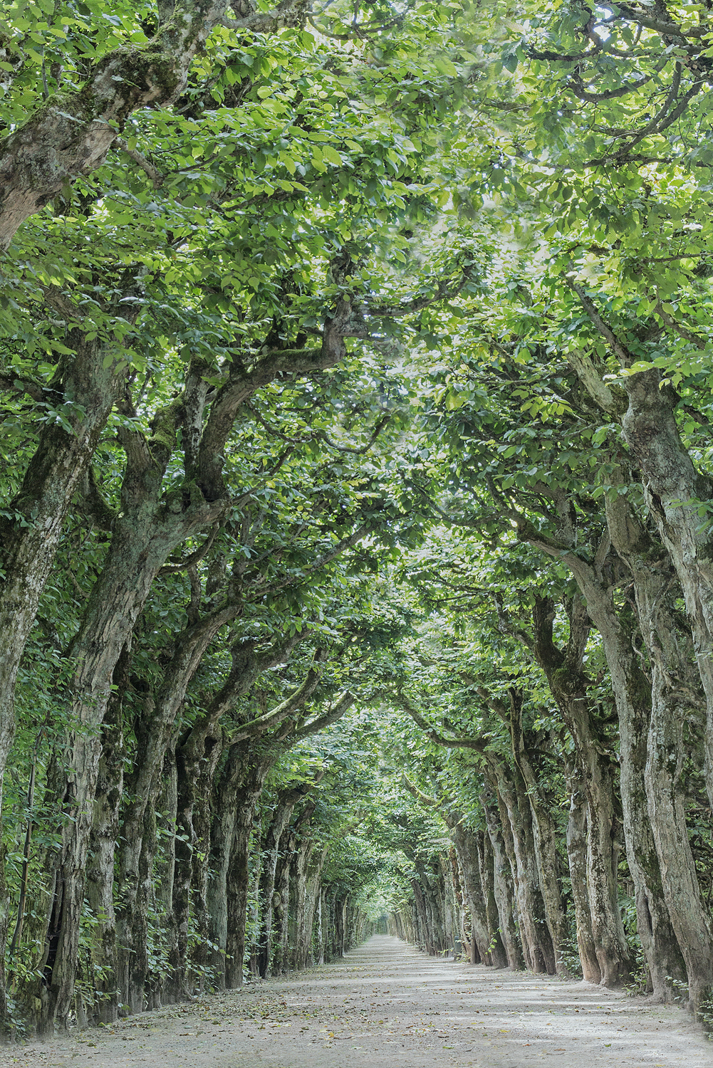 Tunnelblick....