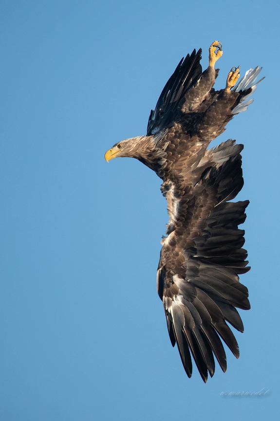 Seeadler