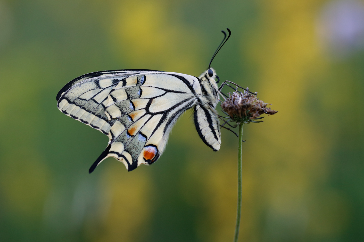 Abends auf der Orchideenwiese