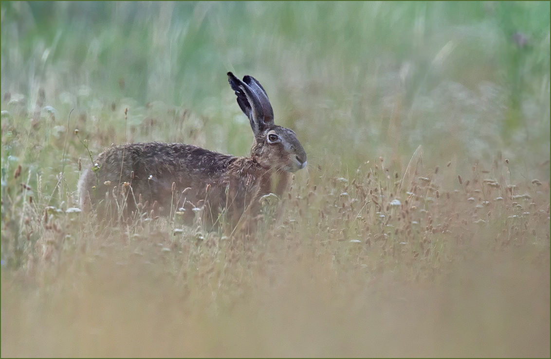 *durchs hohe Gras....*