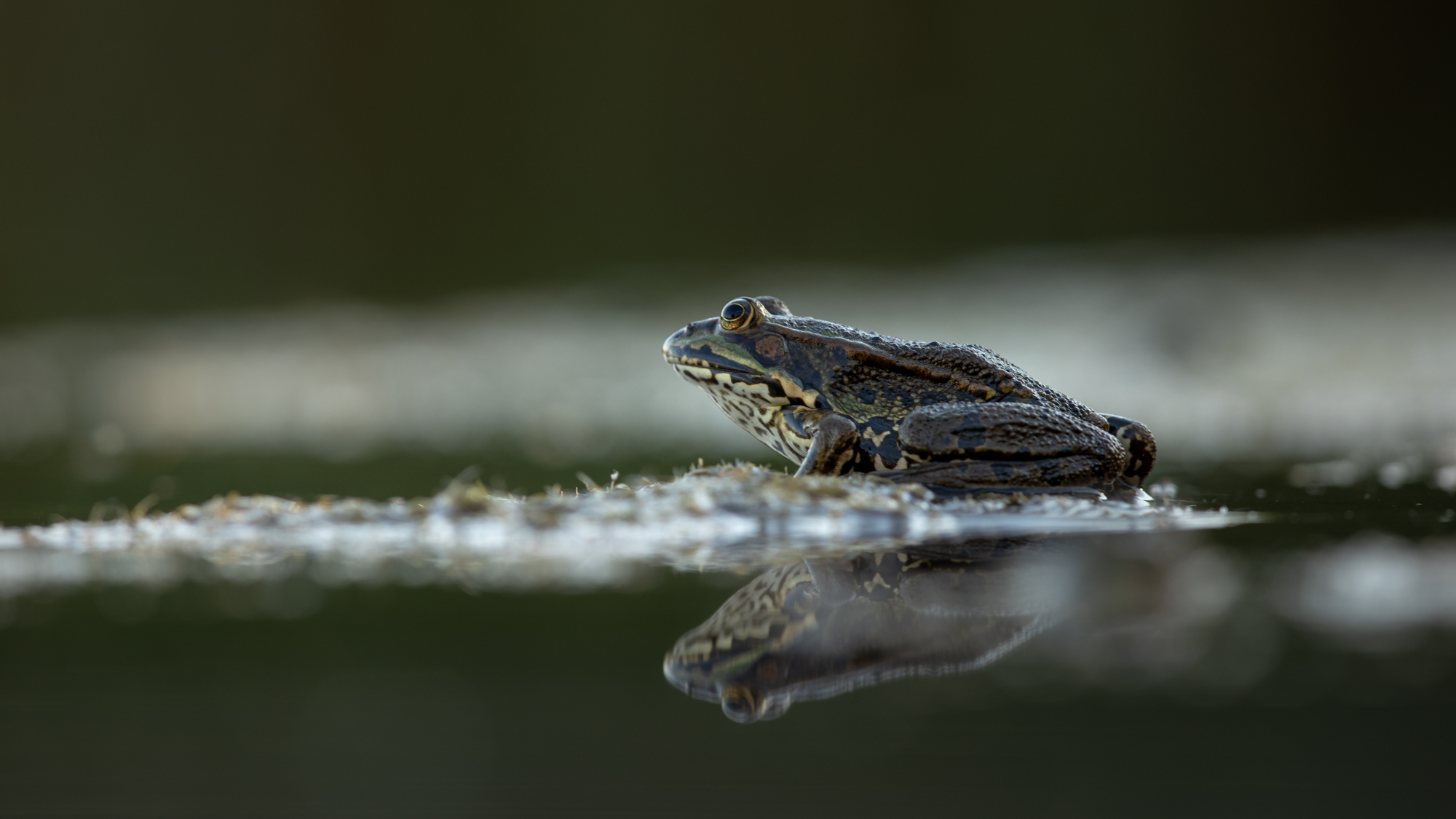 Der Froschkönig