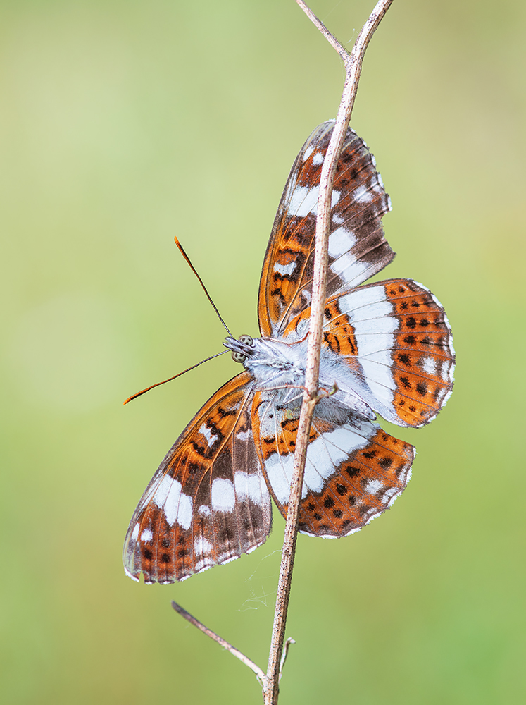 Limenitis camilla