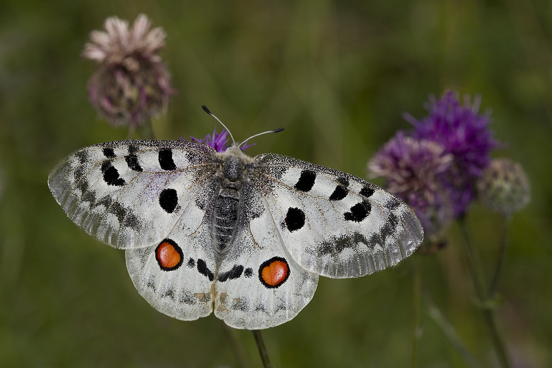 Parnassius apollo