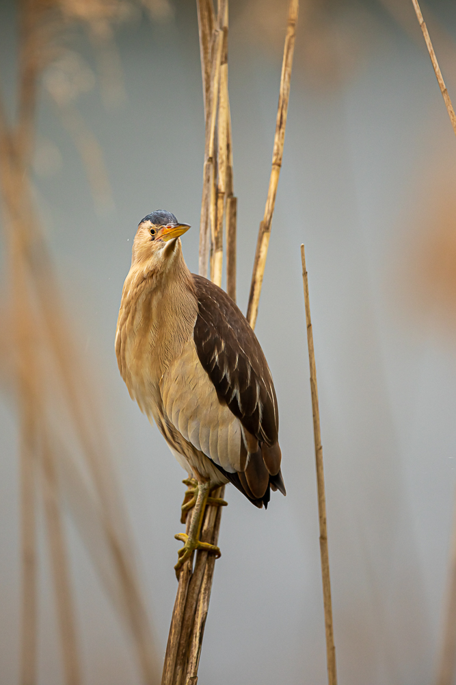 Zwergdommel frontal