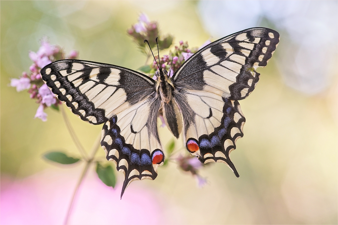 Madame Butterfly (für Anke)