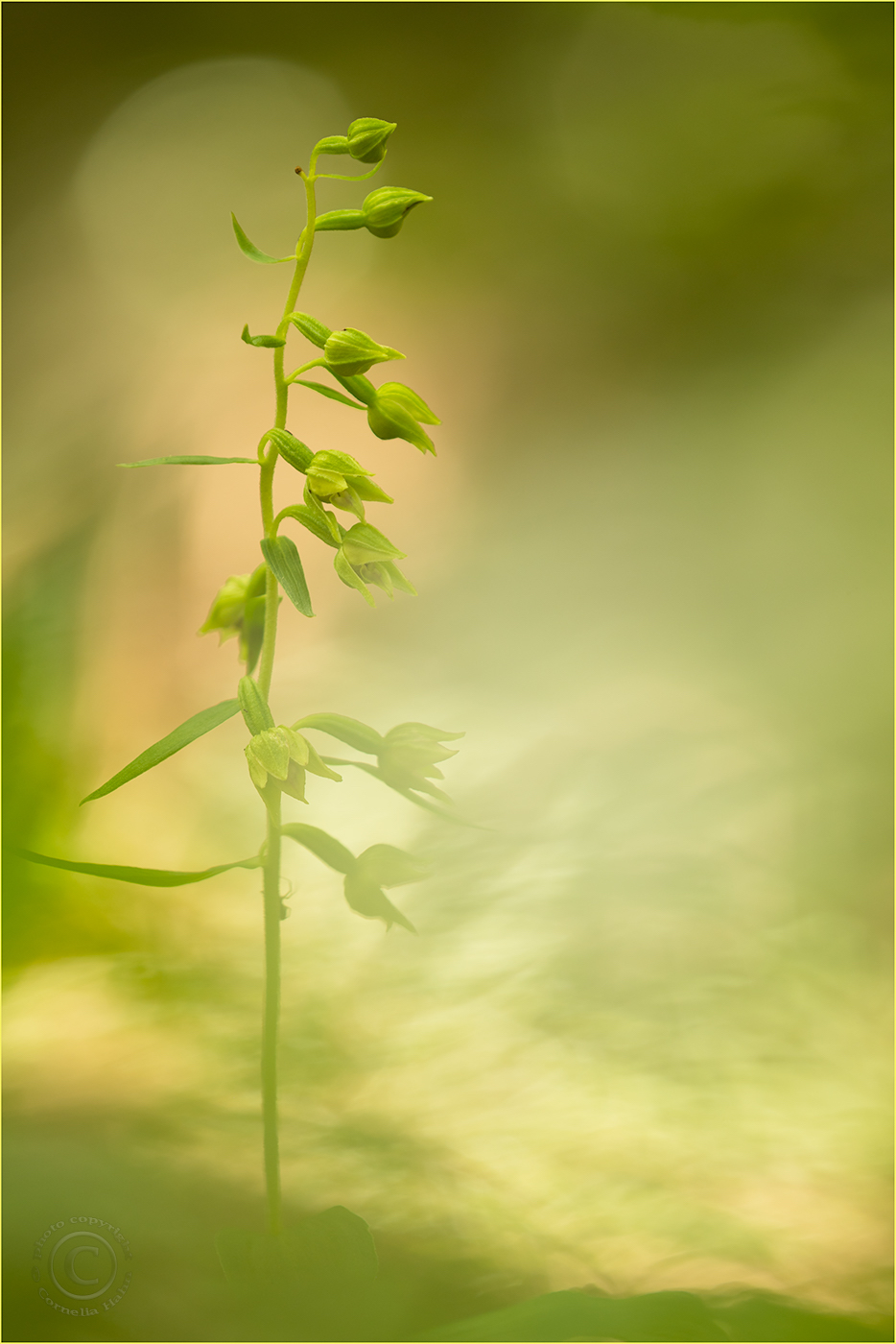 Schmallippige Stendelwurz (Epipactis leptochila)