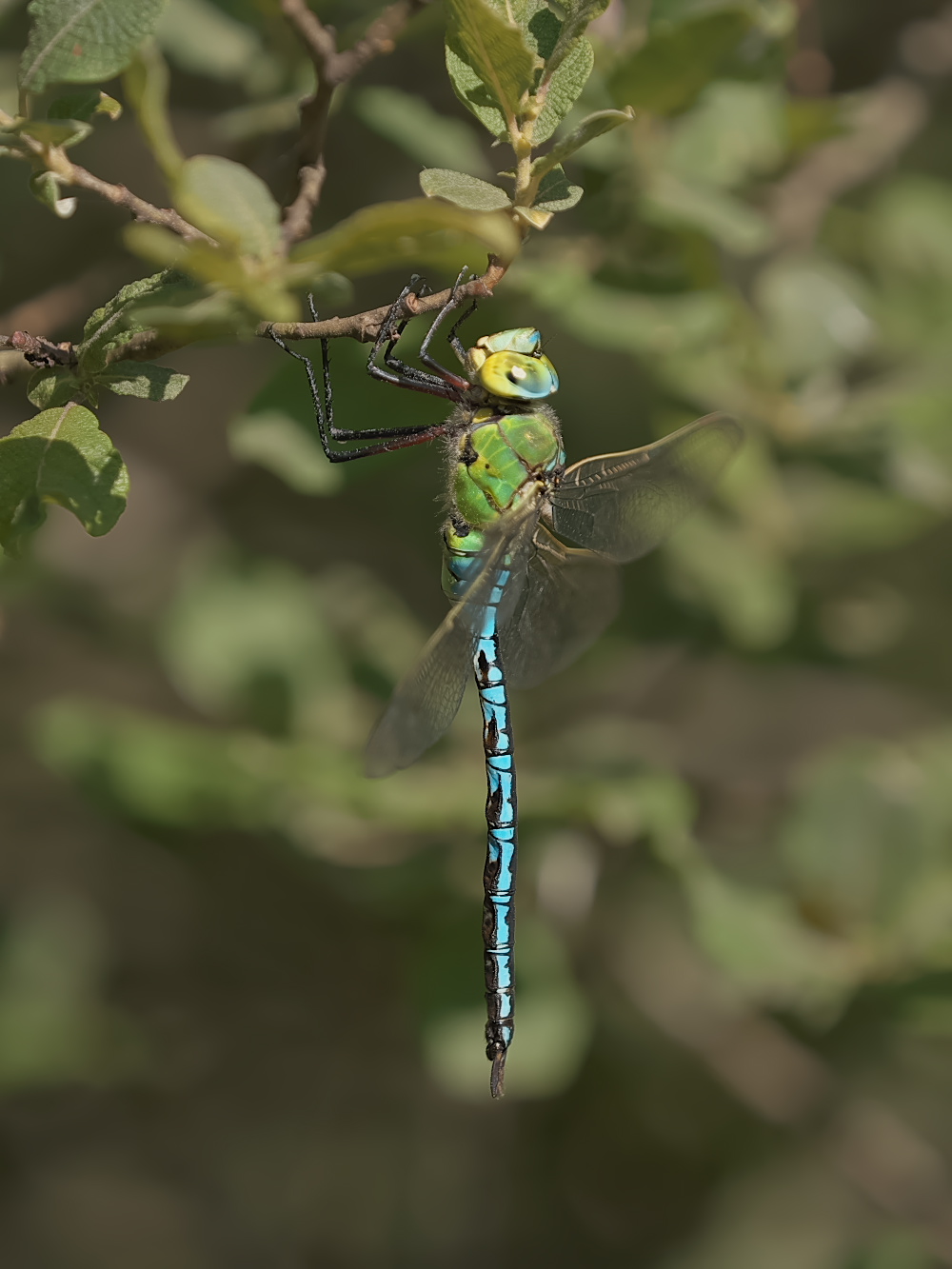 Anax imperator