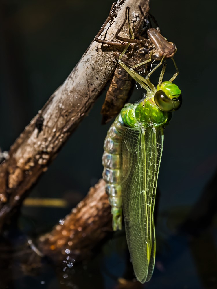 Anax Imperator