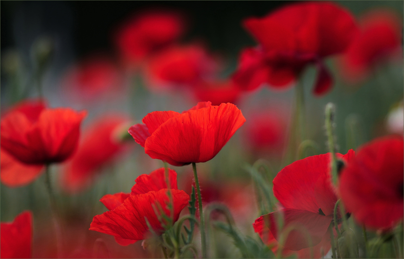 Roter Mohn