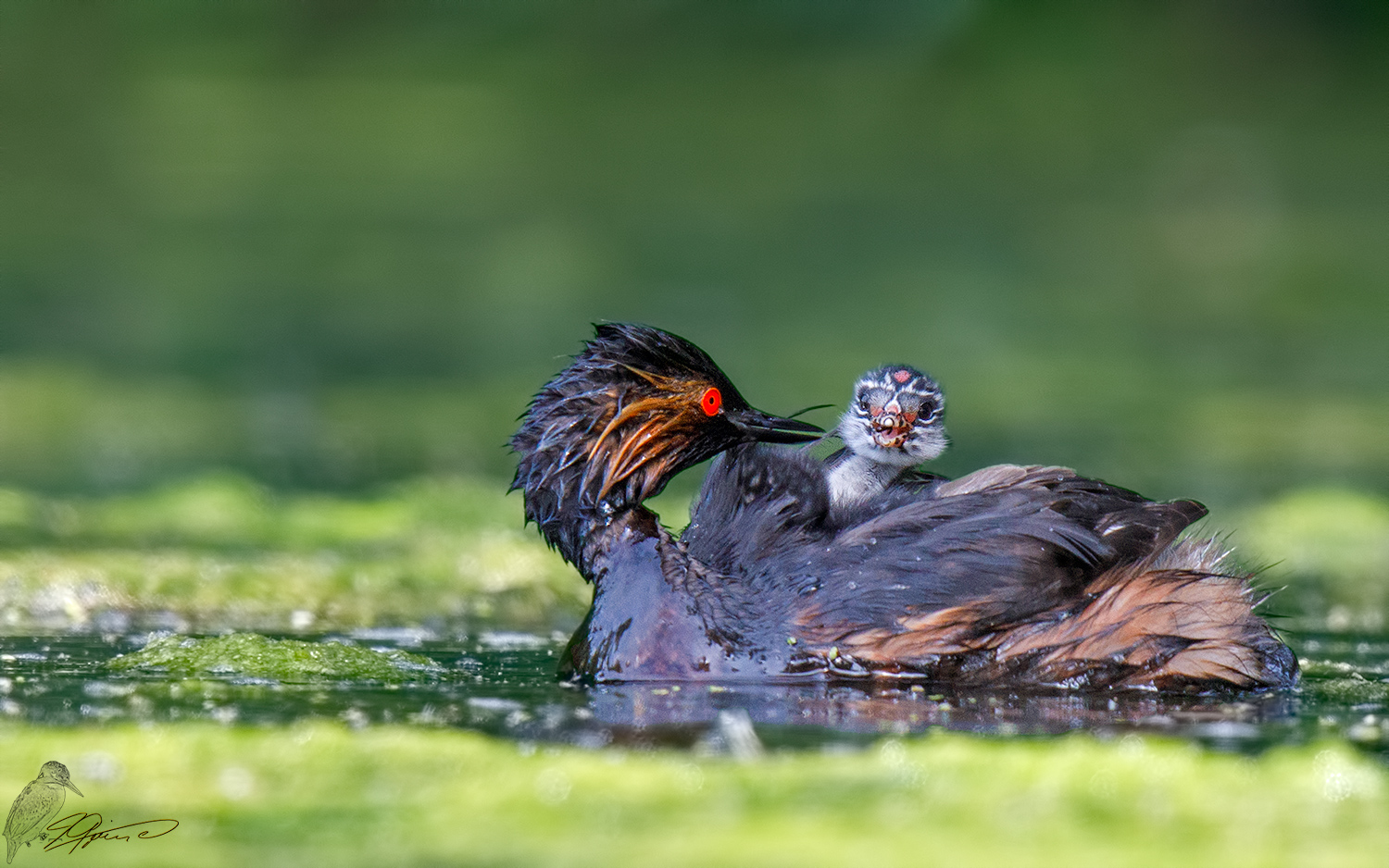 Schwarzhalstaucher mit Jungvogel