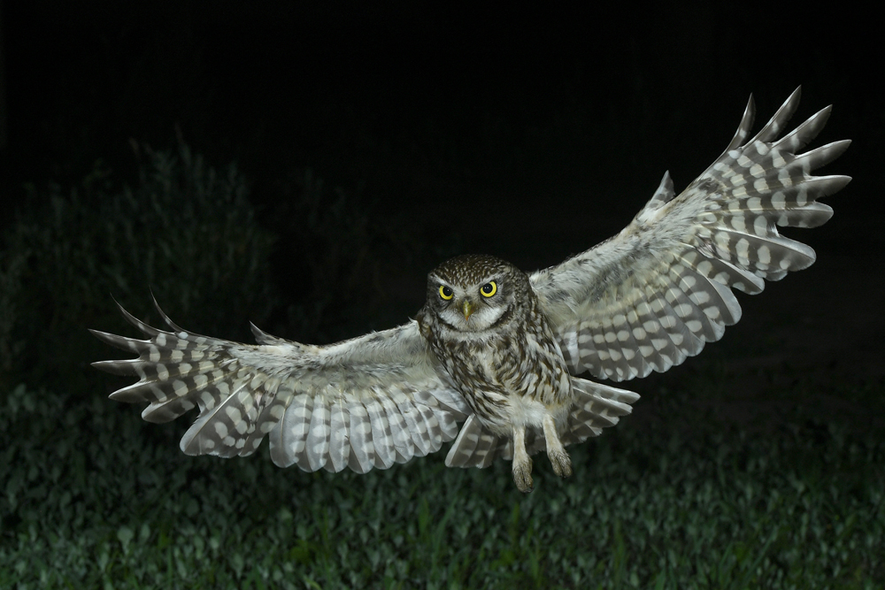 Steinkauz im Anflug