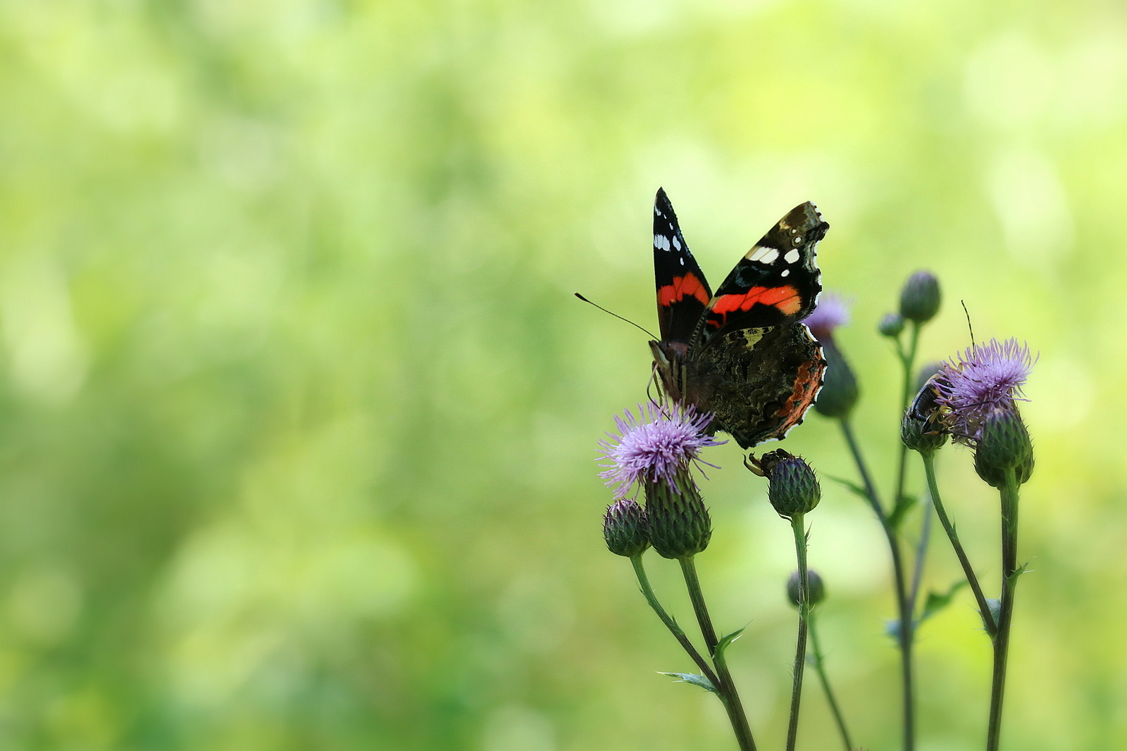 Admiral (Forum für Naturfotografen)