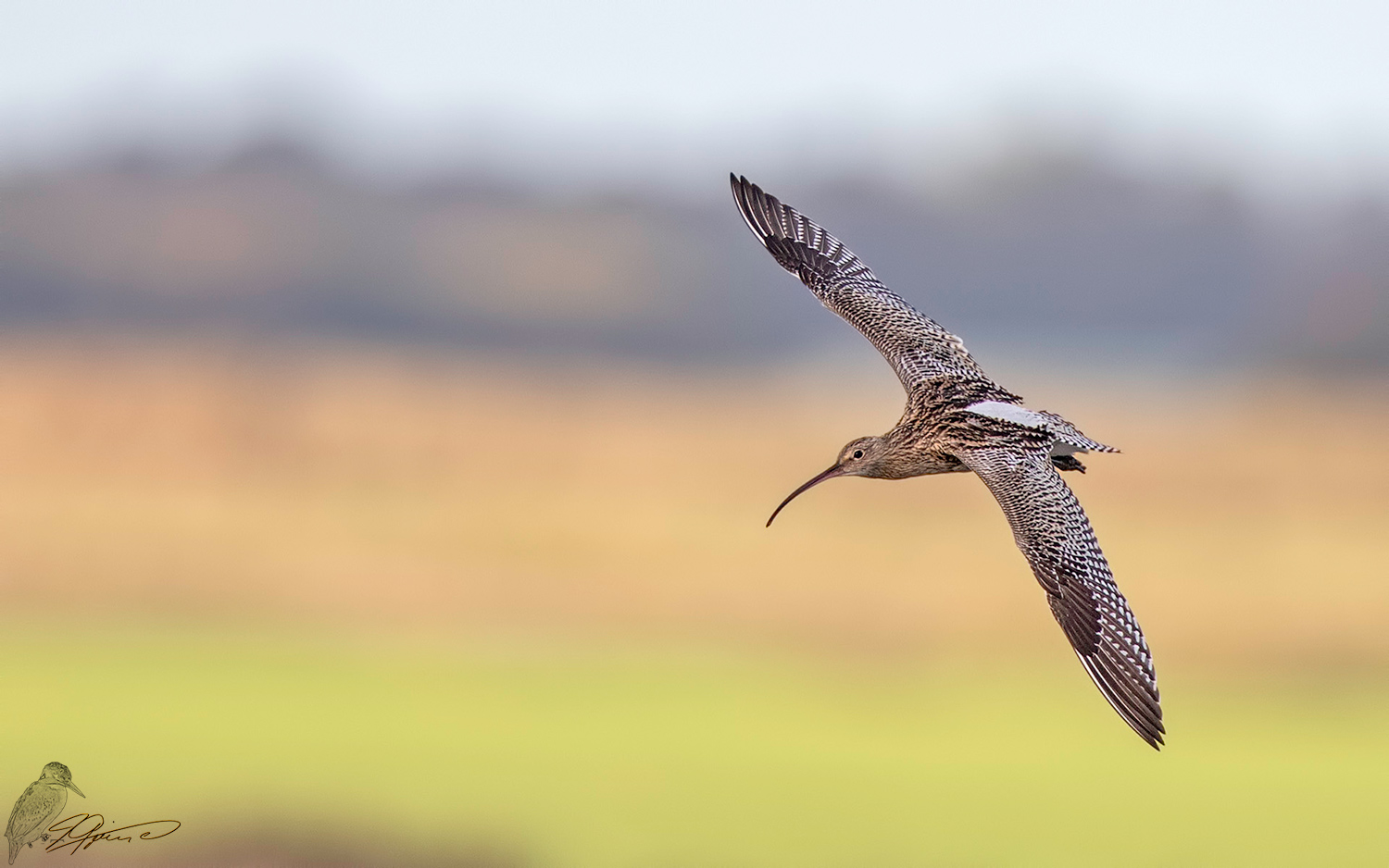 Brachvogel