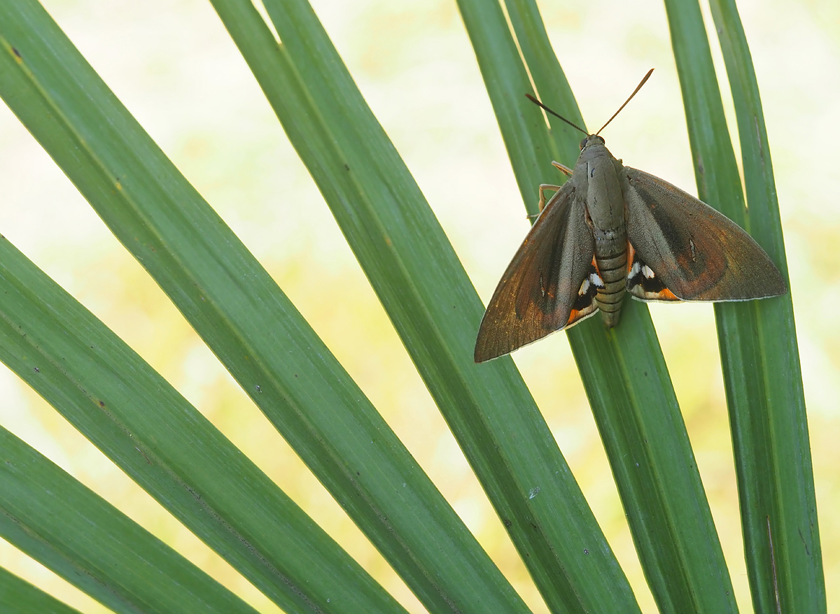 Palmenschmetterling 