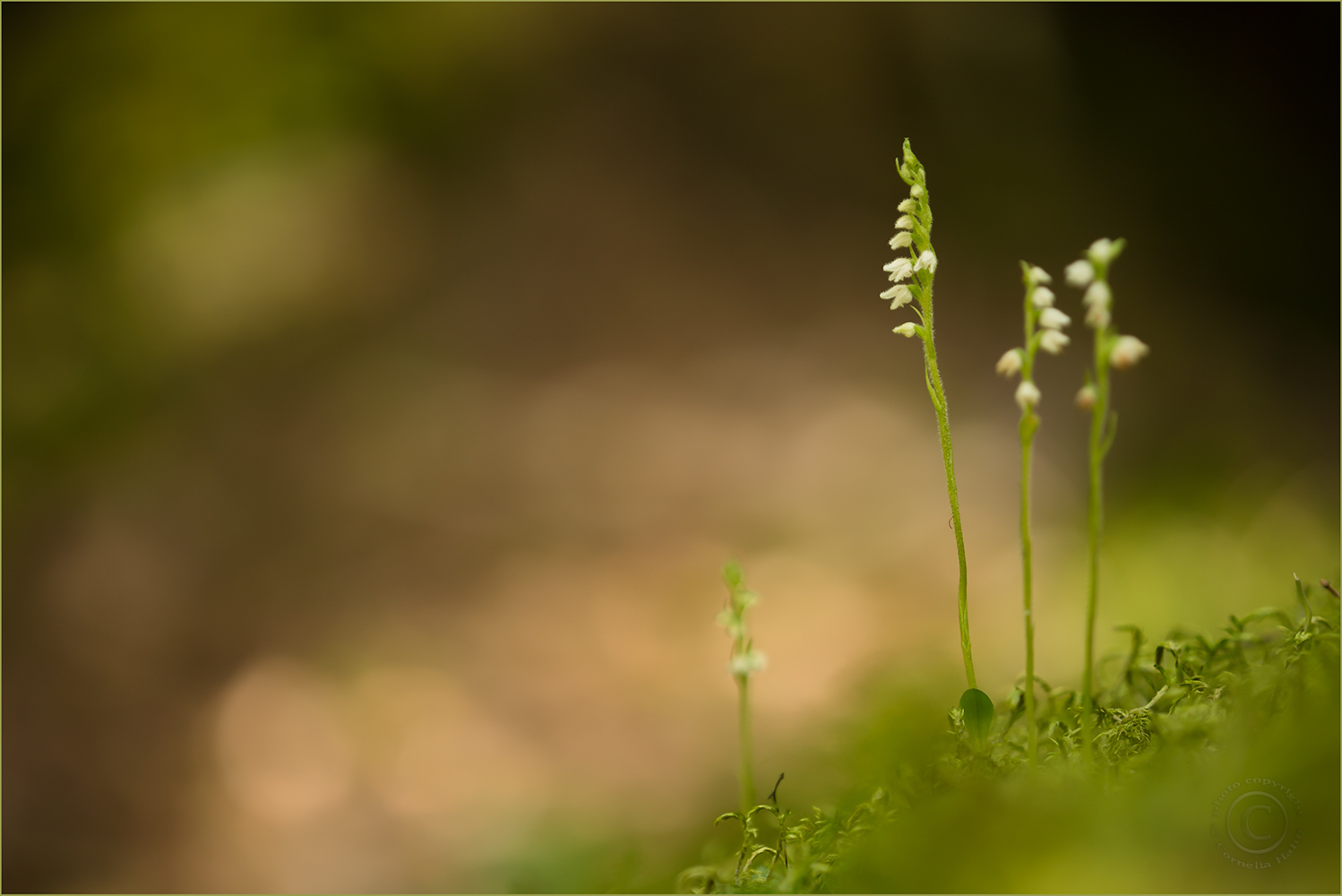 Moosorchis (Goodyera repens)