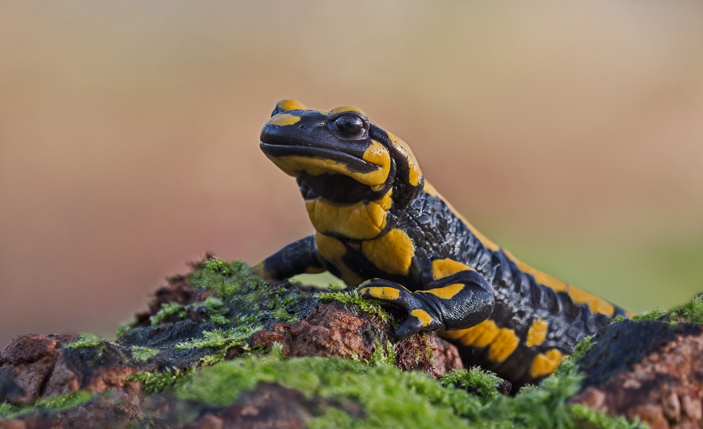 Feuersalamander II