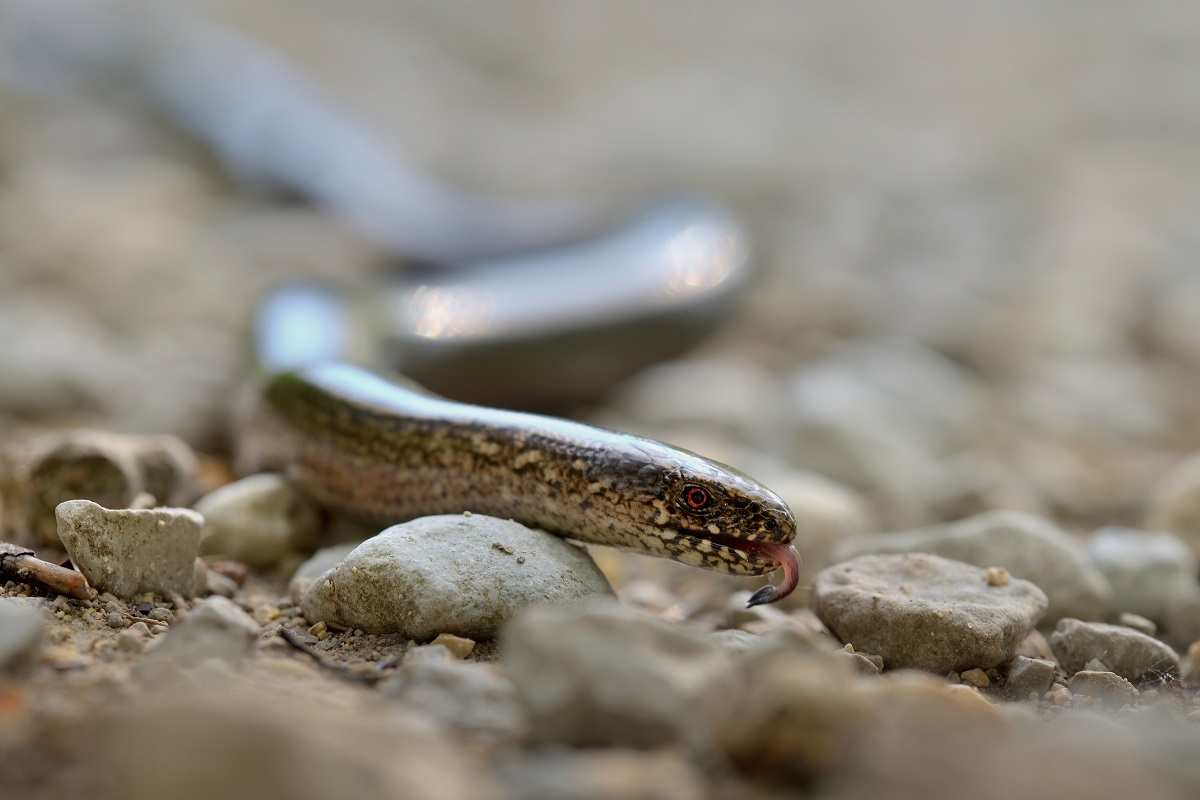 Schleiche macht auf Schlange