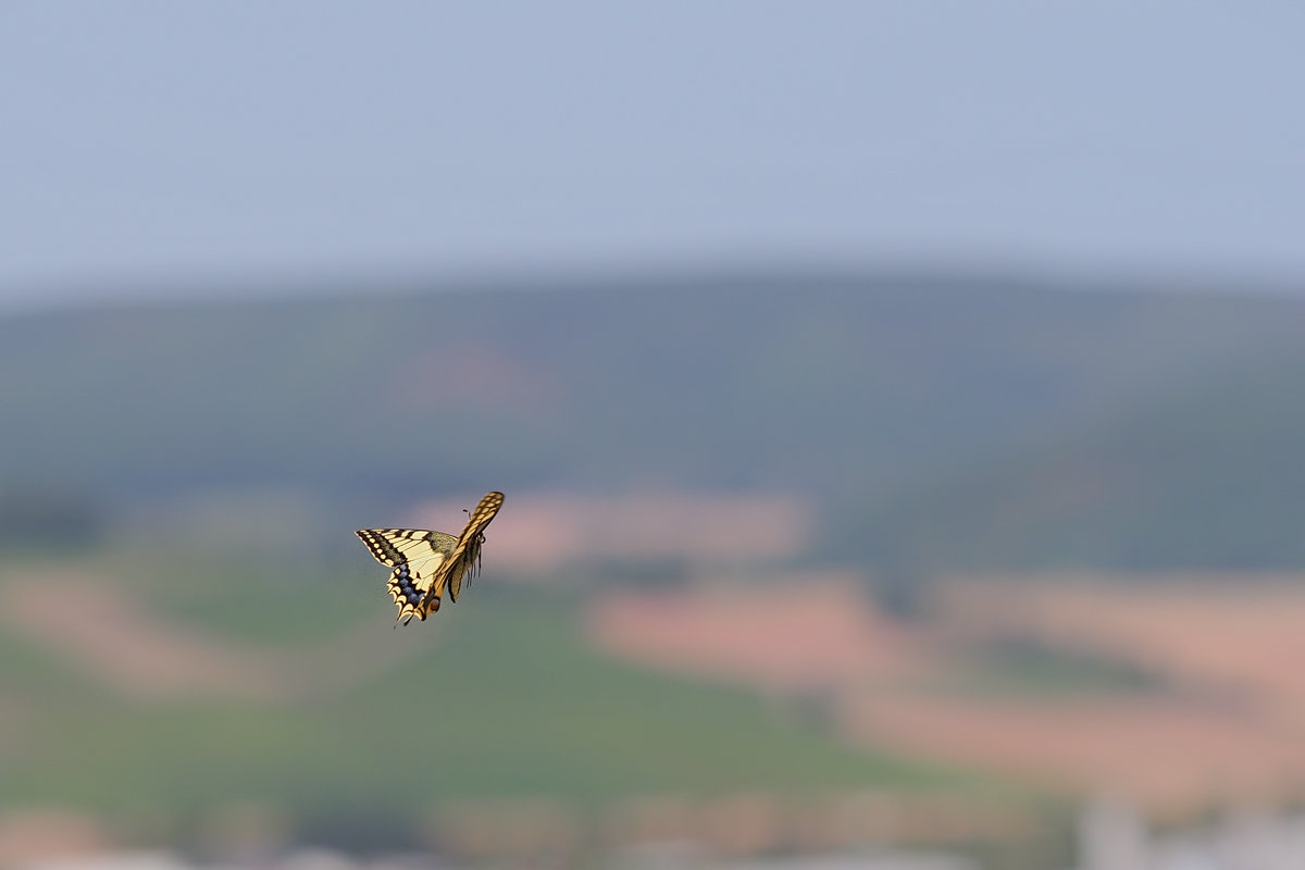 Flying high