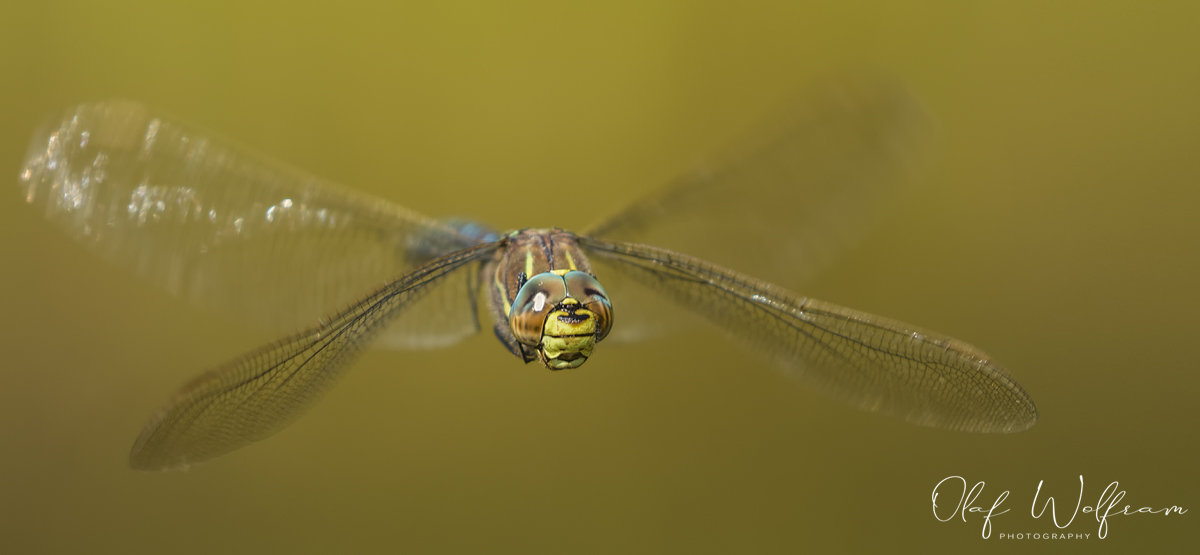Torf-Mosaikjungfer (Aeshna juncea)