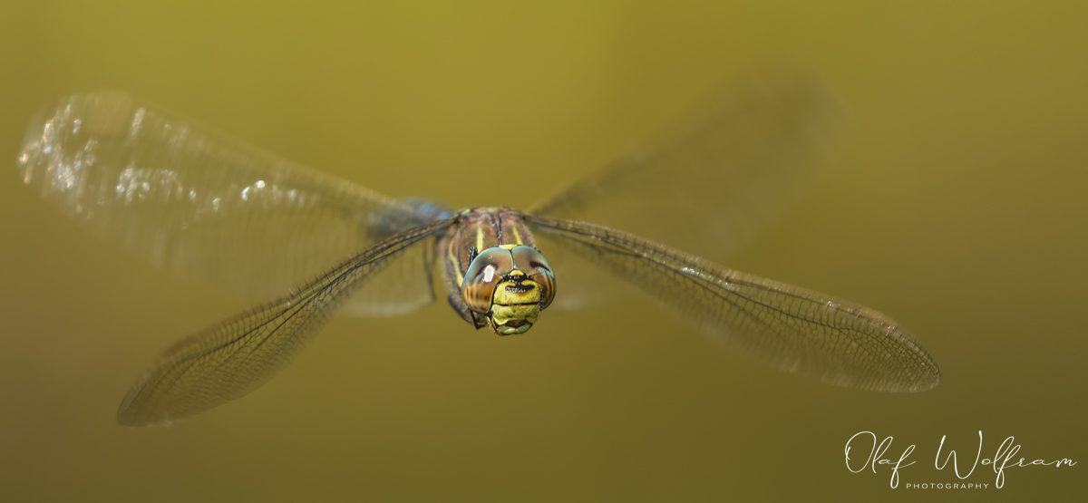 Torf-Mosaikjungfer (Aeshna juncea)