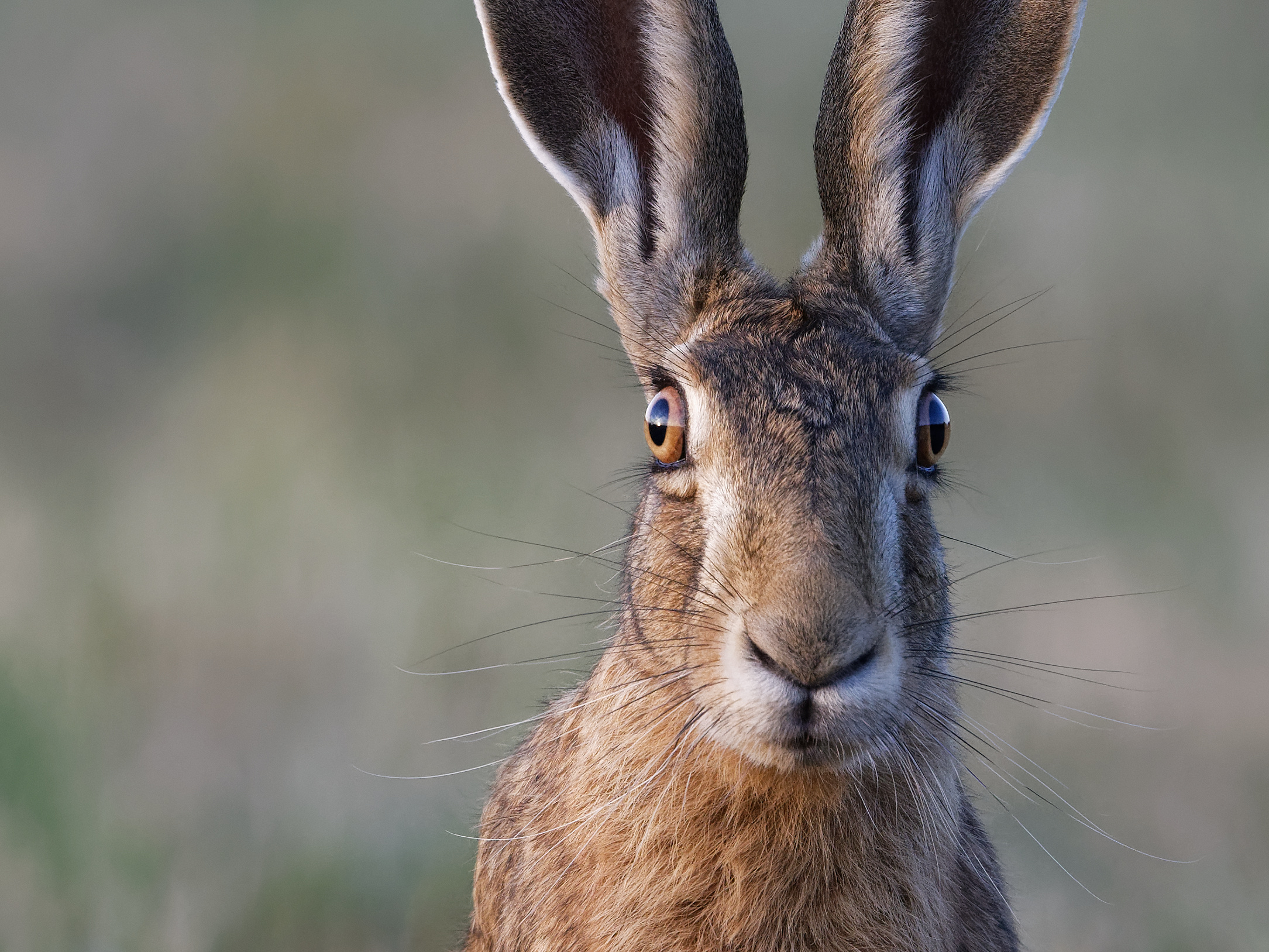 Hasenportrait