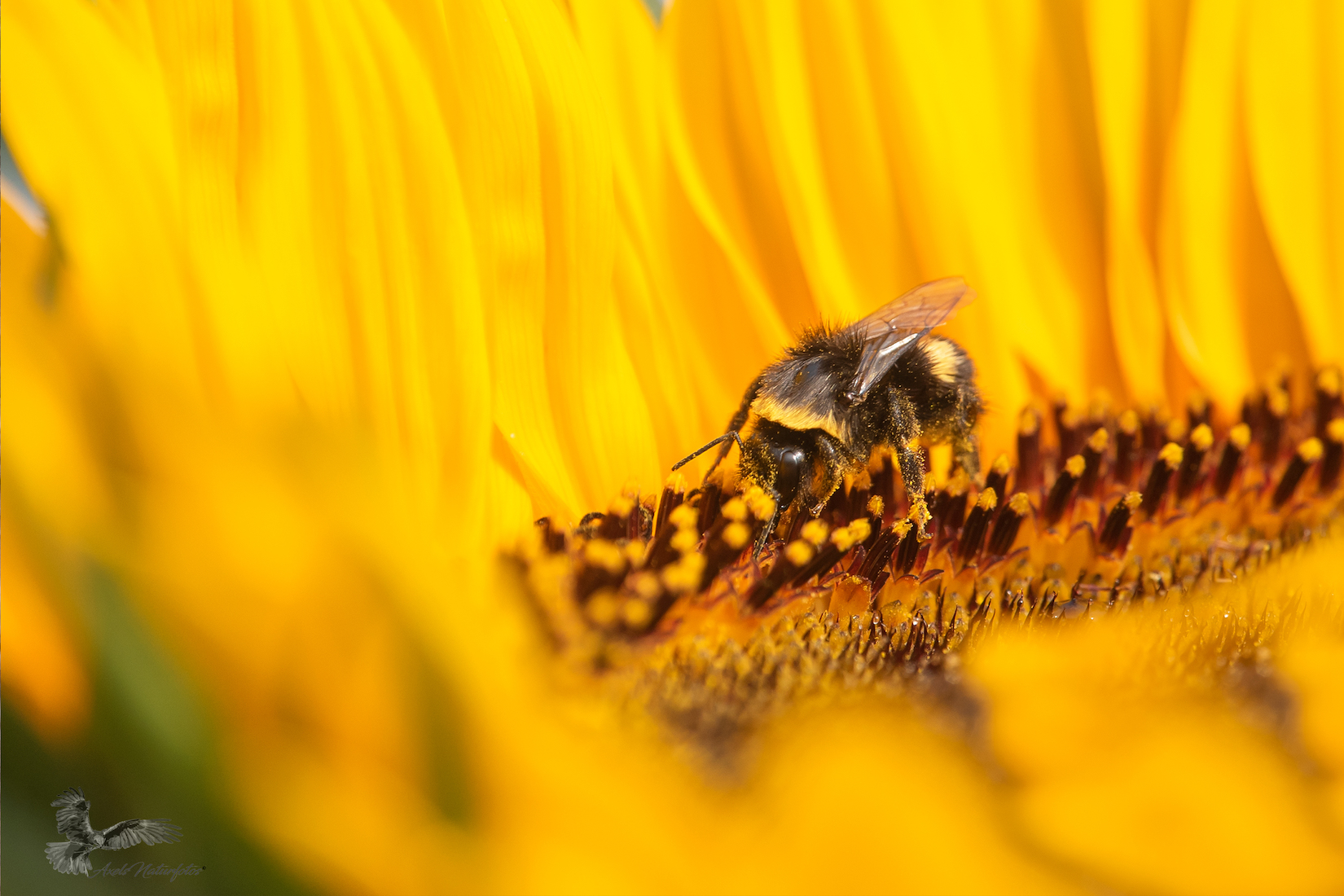 "Sommer-Sonne-Gelb"