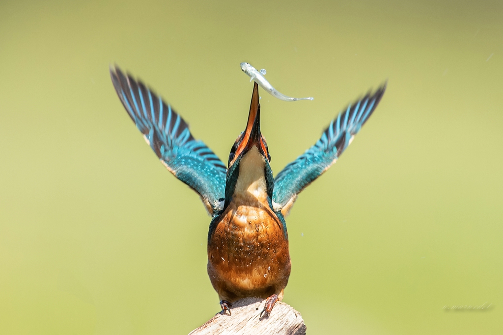 Eisvogel