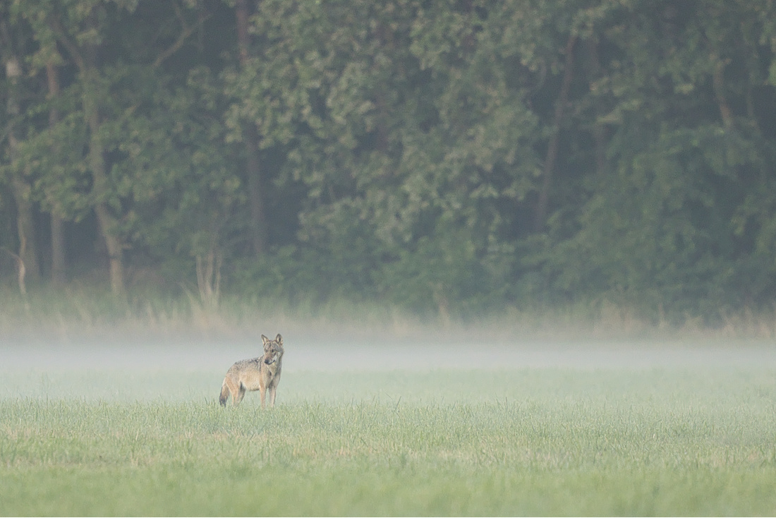 Im frühen Nebel