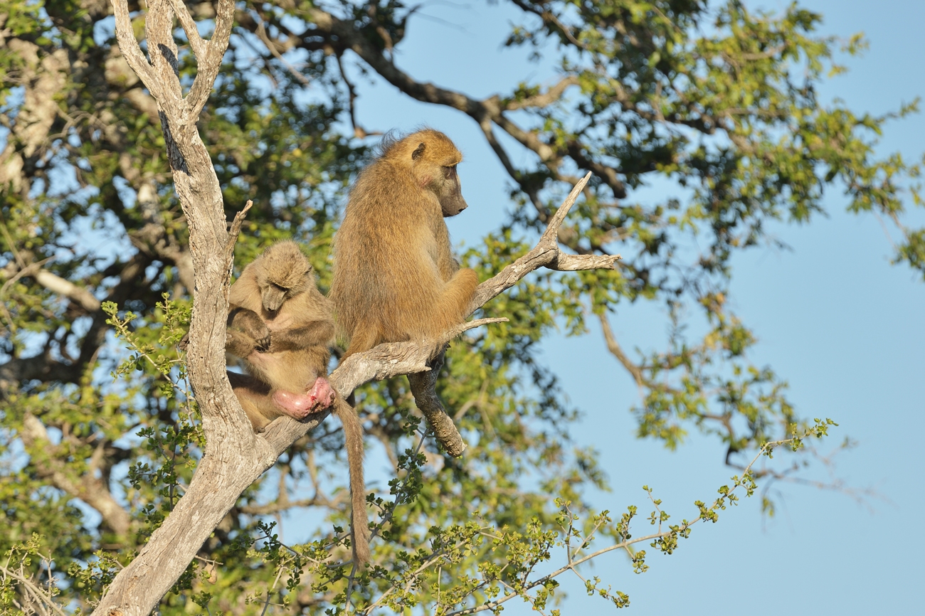 Baboons