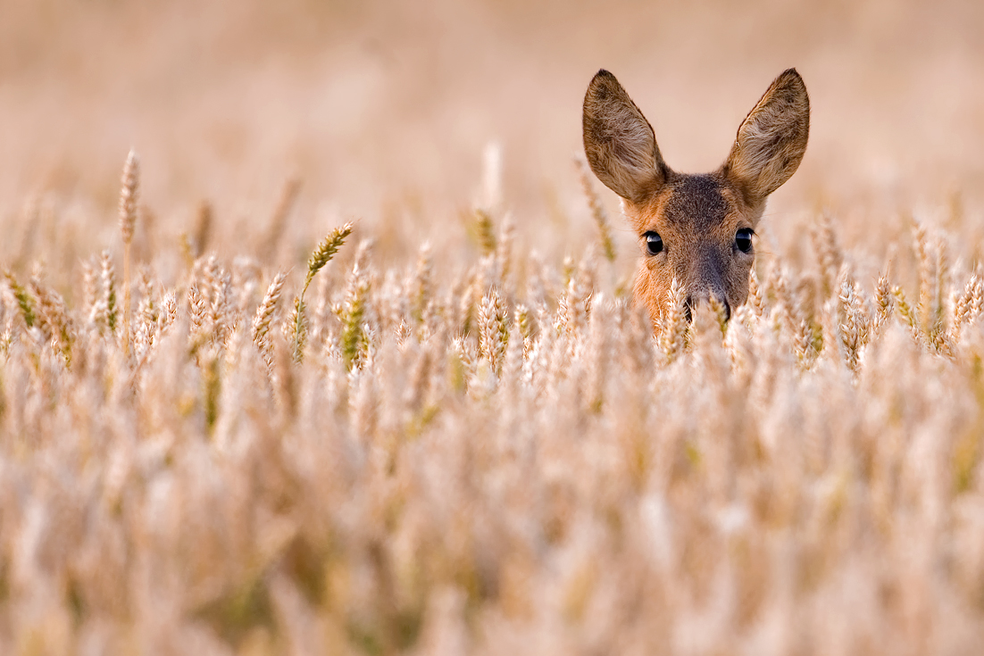 Ein Bett - äh Reh - im Kornfeld...la, la, la, la, la...