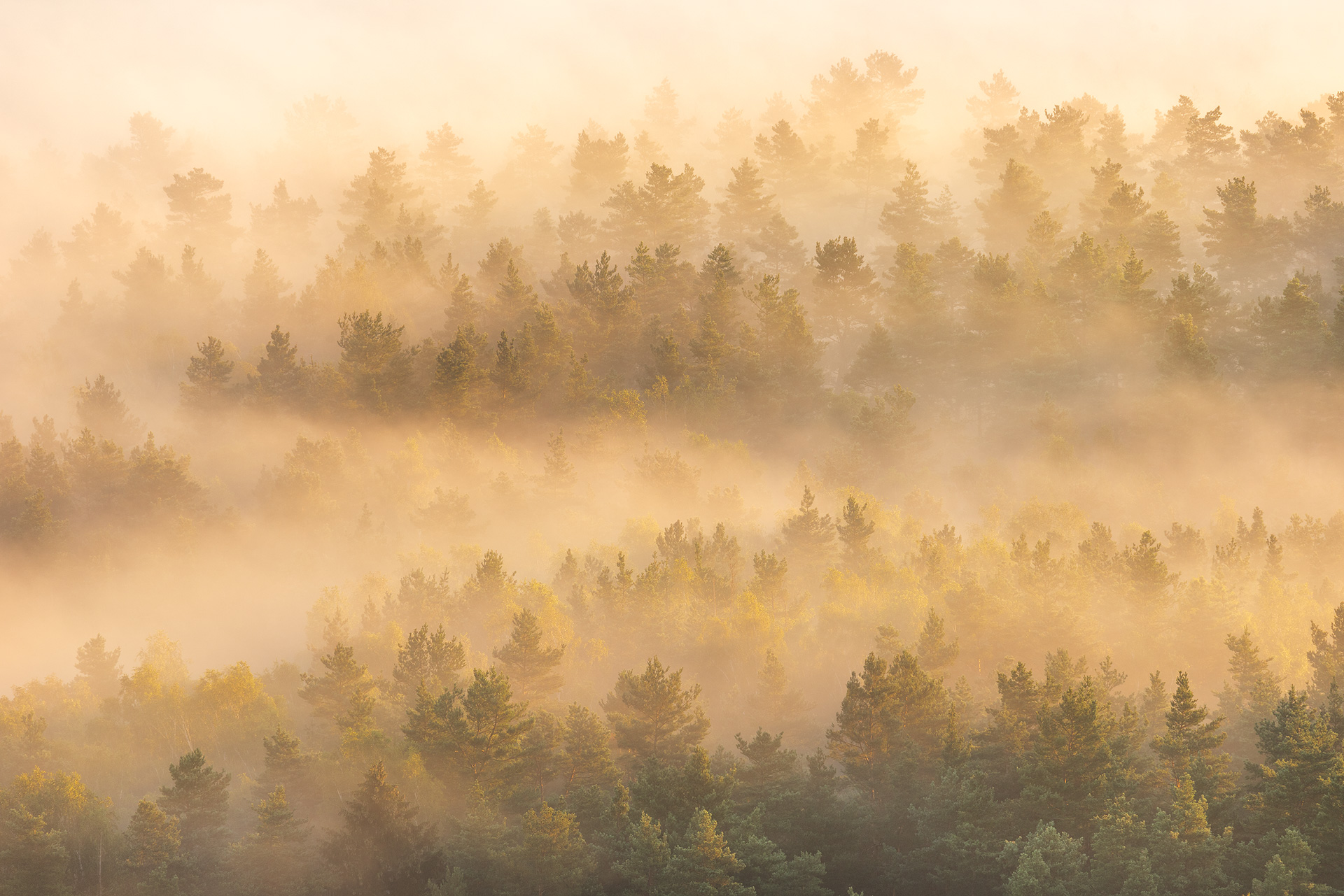 Morgennebel