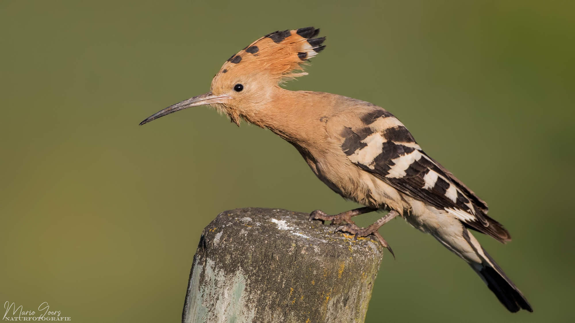 Wiedehopf auf Naturansitz (Forum für Naturfotografen)