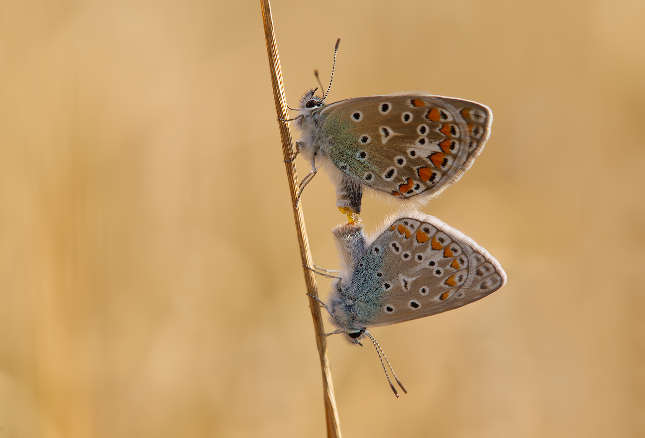 Am Rand eines Gerstenfeldes