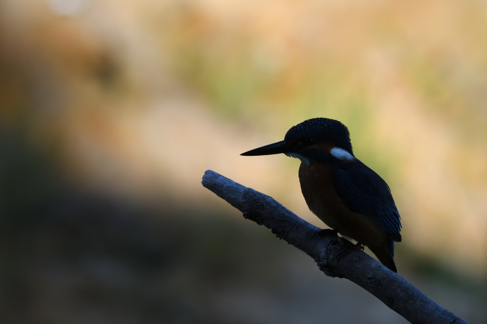 Eisvogel mal anders