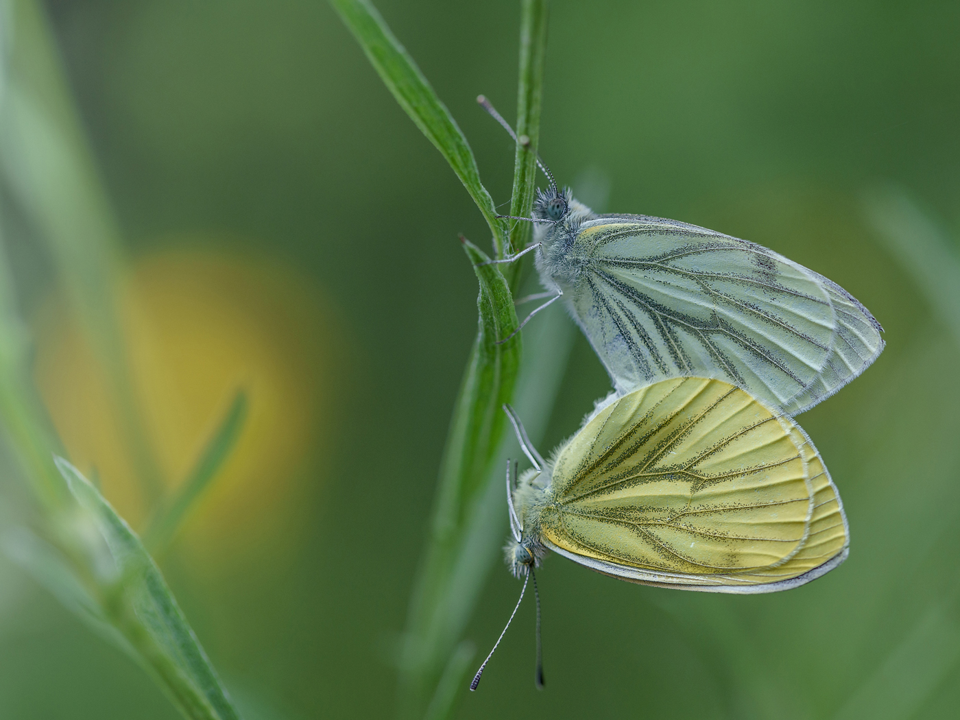 Rapsweissling (Pieris napi)