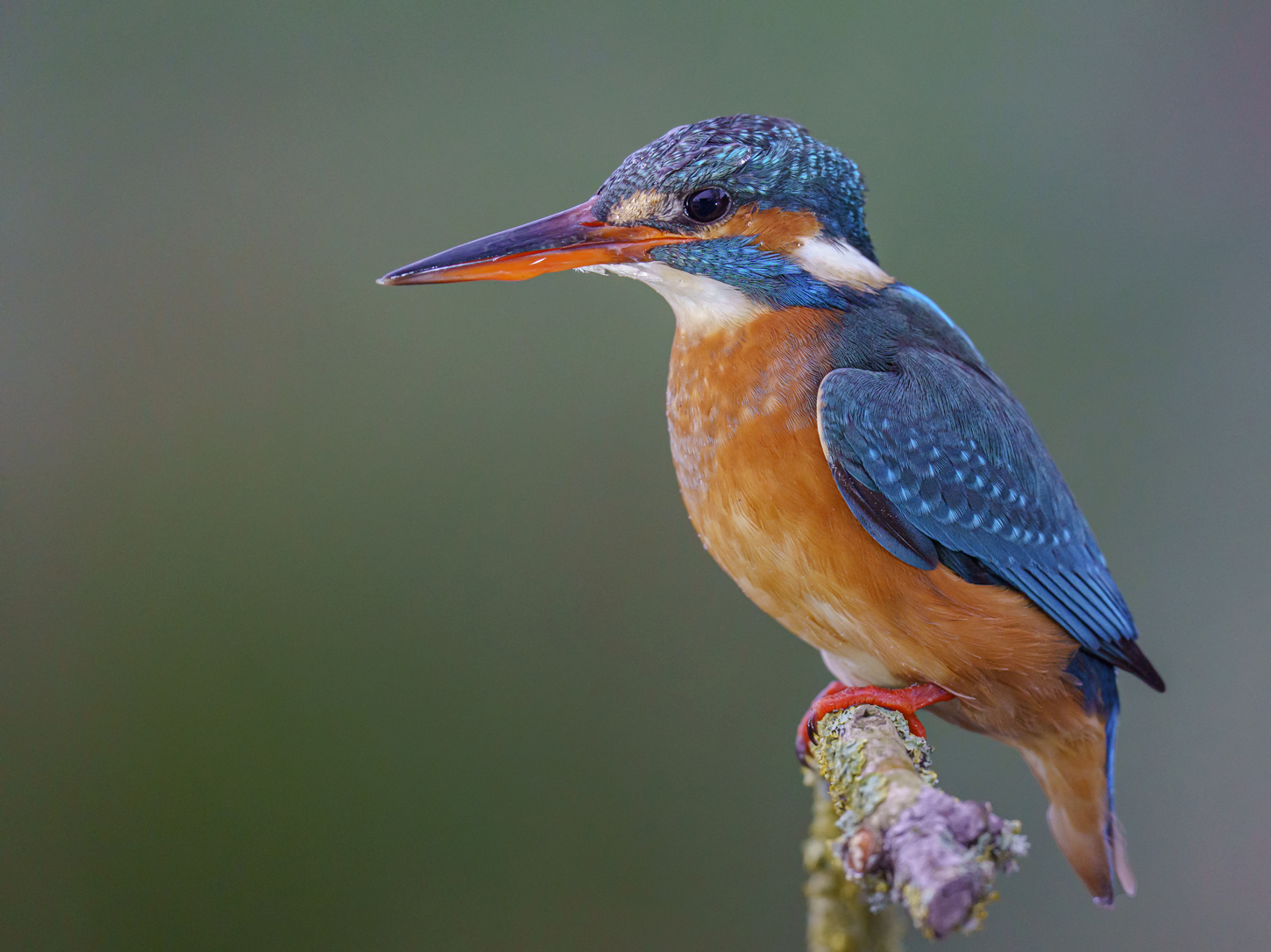 Eisvogel ( Alcedo atthis )