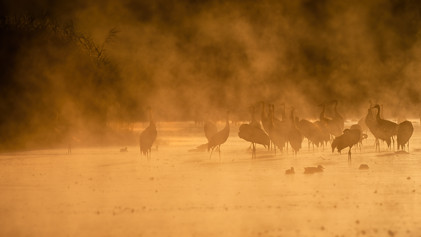 Morgennebel