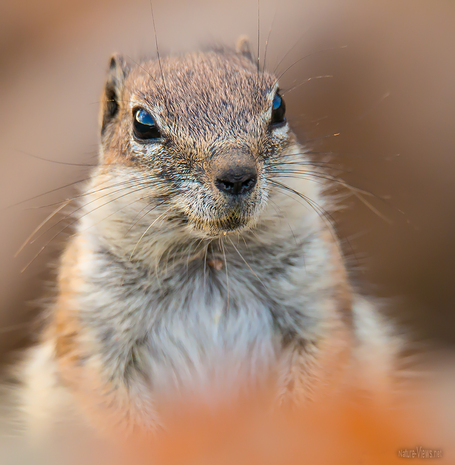 Atlashörnchen Porträt