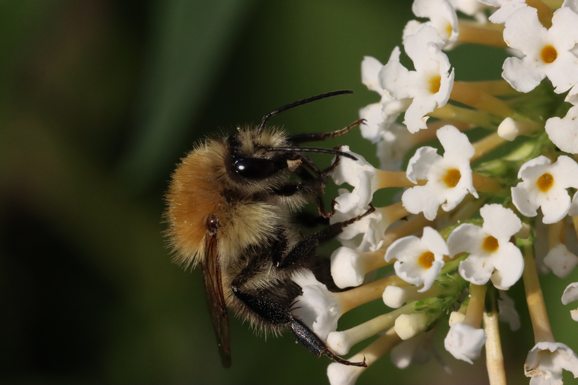 Hummel auf Sommerflieder