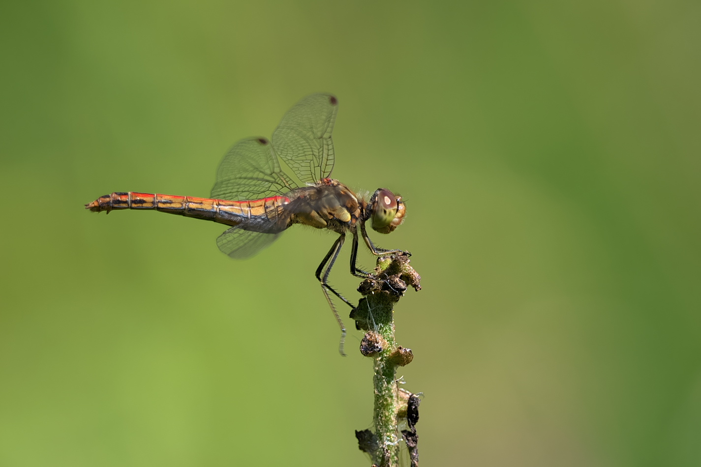 Gemeine Heidelibelle ♀